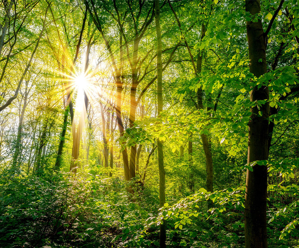 Sonne scheint in grünem Laubwald